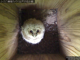 フクロウ 2016年4月21日 8時23分 サムネイル