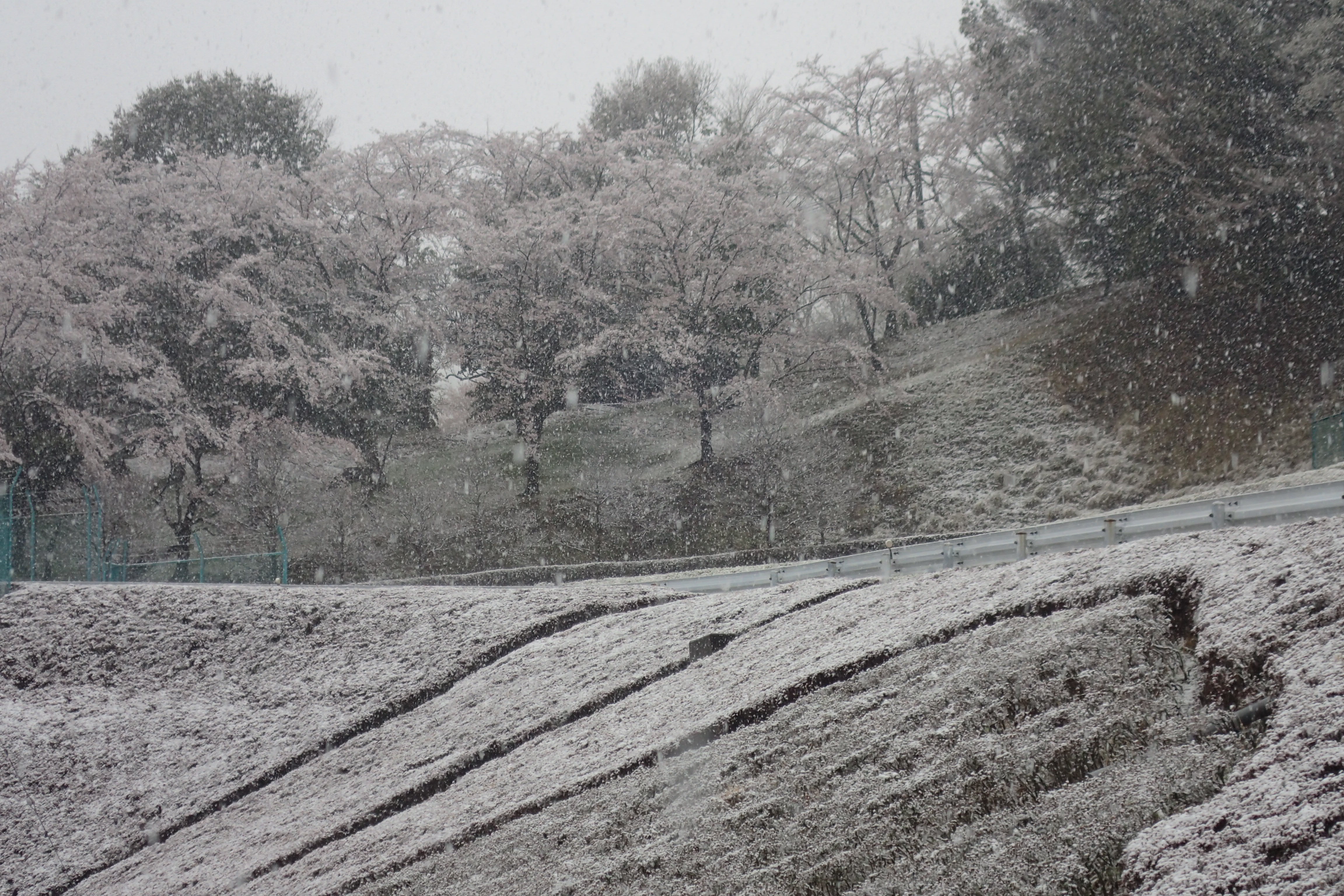 季節外れの雪が降り、寒い一日となりました。ヒナが無事か心配です。