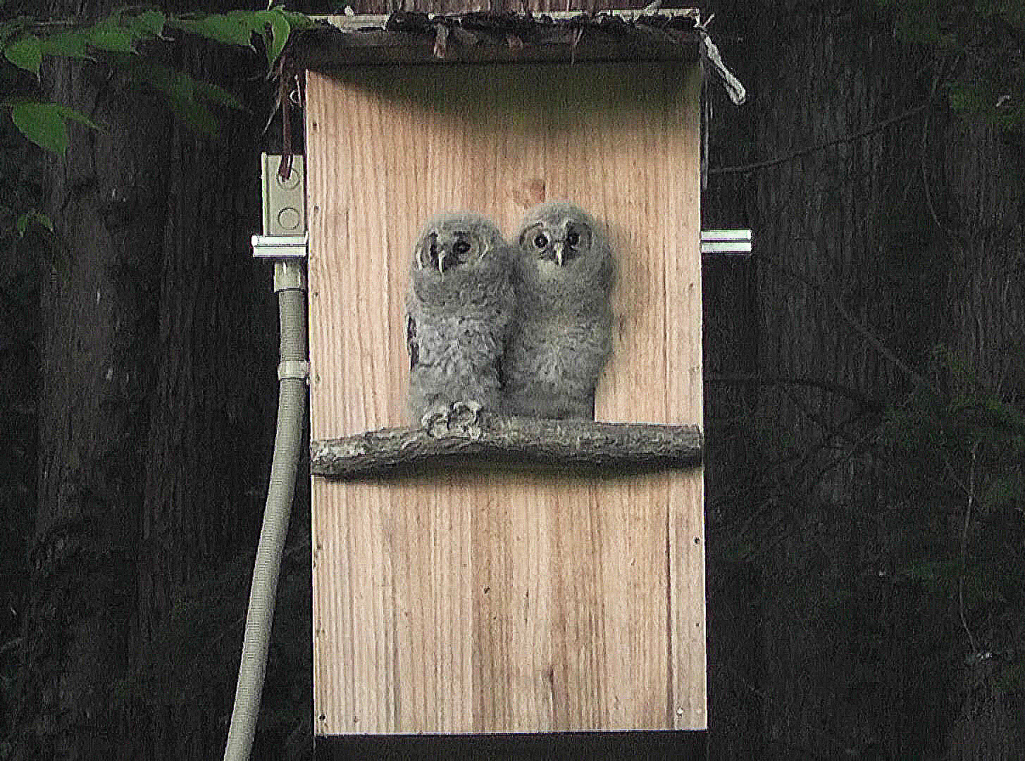 ２羽で仲良く