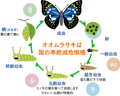 国蝶オオムラサキの様子 東京たま広域資源循環組合 ごみの最終処分から 資源循環へ