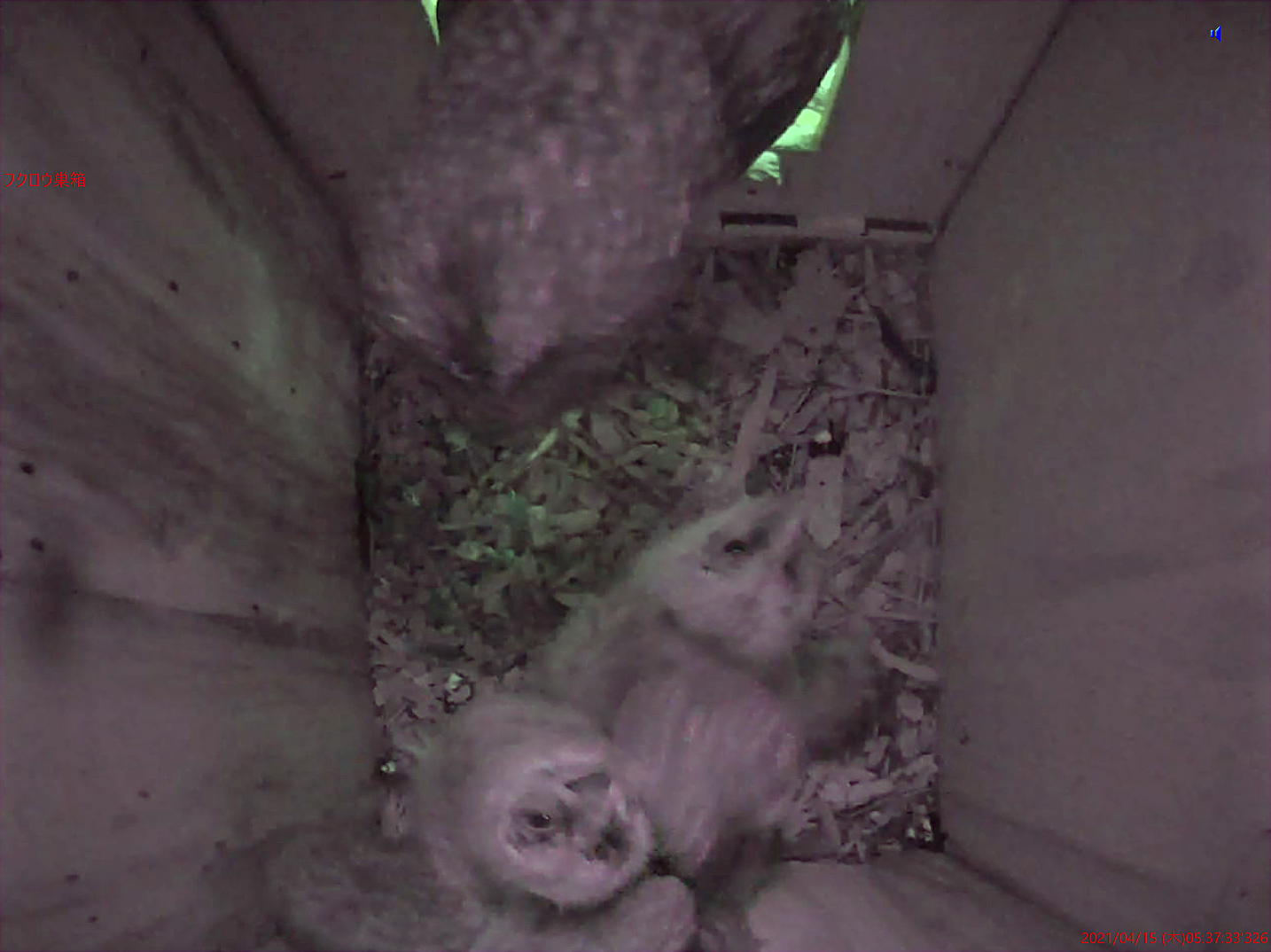 令和3年 谷戸沢処分場 フクロウ巣箱の様子(45) 東京たま広域資源循環組合－ごみの最終処分から、資源循環へ