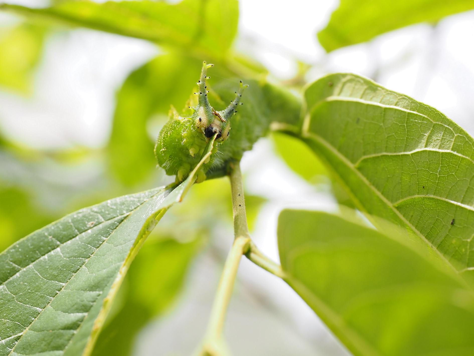 国蝶オオムラサキの様子 | 東京たま広域資源循環組合－ごみの最終処分
