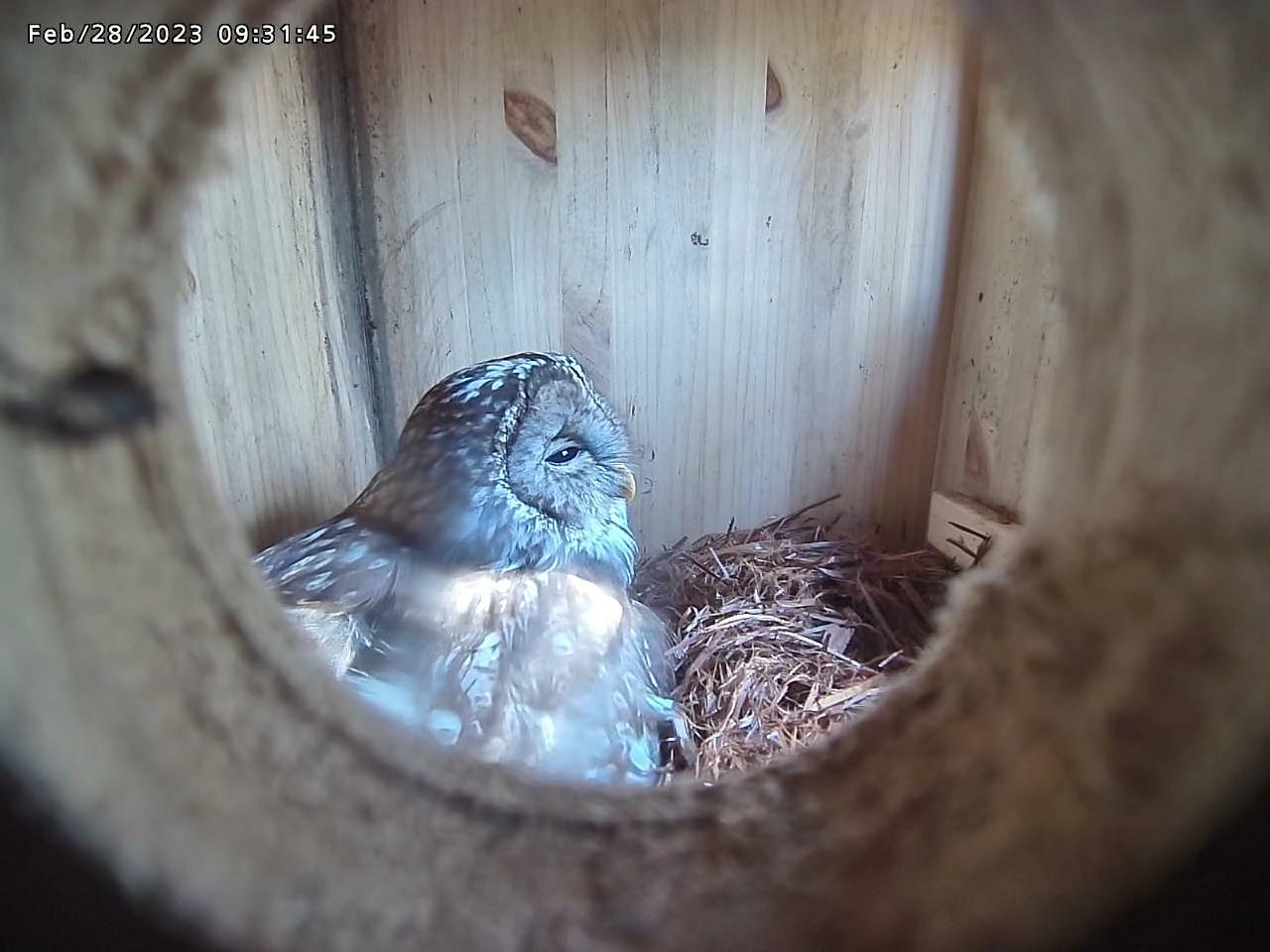 波動玉3個願い3つフクロウ様付きお好きな波動玉で作製出品します