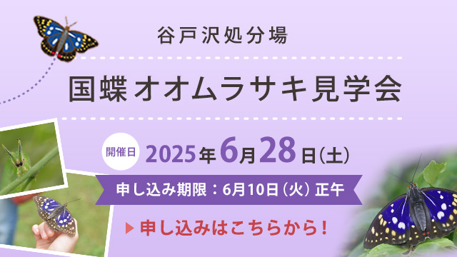 R7オオムラサキ見学会バナーSP