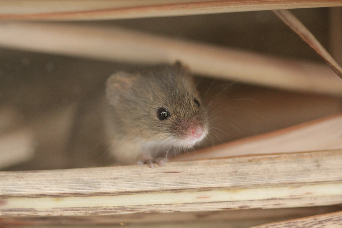 カヤネズミ」の地表巣 | 東京たま広域資源循環組合－ごみの最終処分