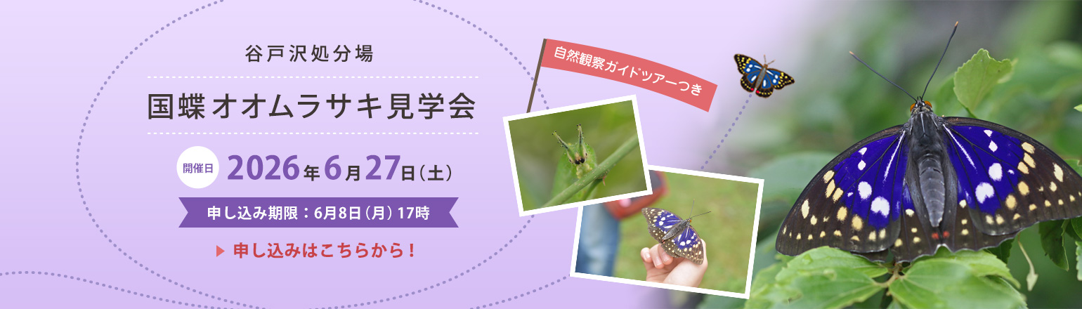 2026オオムラサキバナー