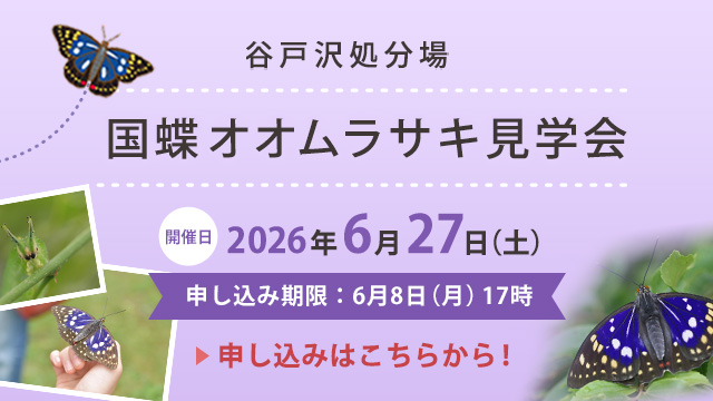 2026オオムラサキspバナー